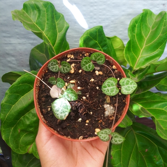 String of Heart plant